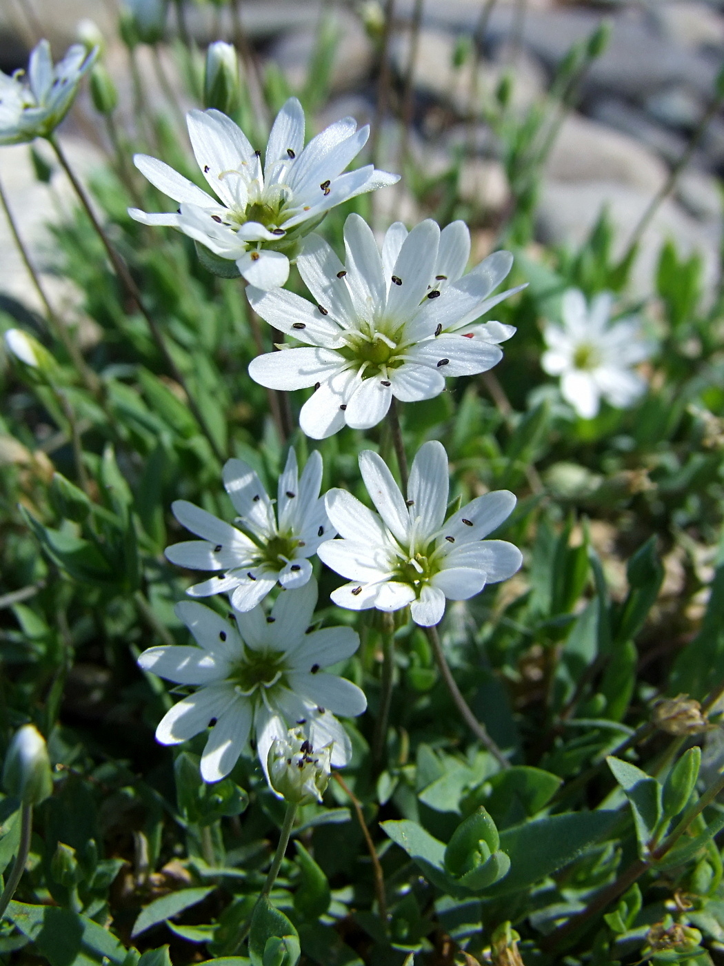 Image of Stellaria fischeriana specimen.