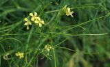 Sisymbrium altissimum. Верхушка веточки с цветками и незрелыми плодами (вид сверху). Восточный Казахстан, г. Усть-Каменогорск, правый берег р. Иртыш, остепнённый луг. 02.07.2017.