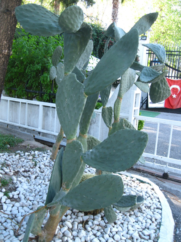 Image of genus Opuntia specimen.