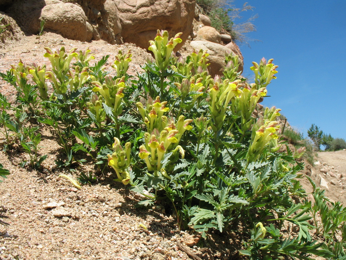 Изображение особи Scutellaria transiliensis.