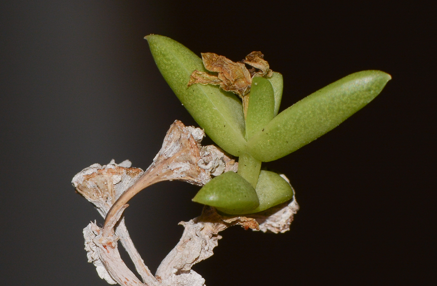 Image of Delosperma luteum specimen.