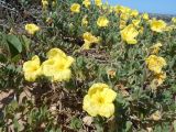 Oenothera drummondii