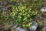 Astragalus subspecies parviflorus