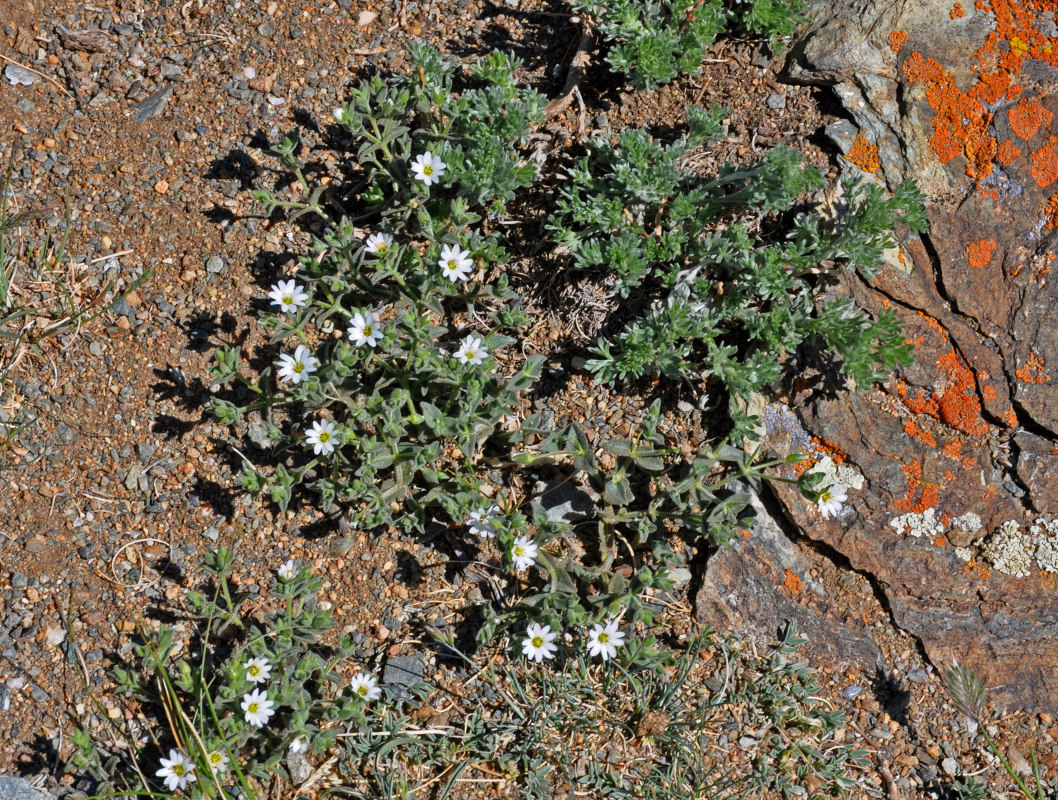 Image of Stellaria dichotoma specimen.