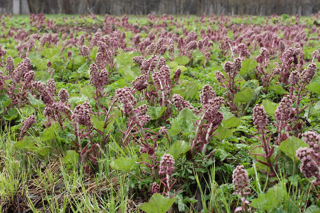 Изображение особи Petasites hybridus.