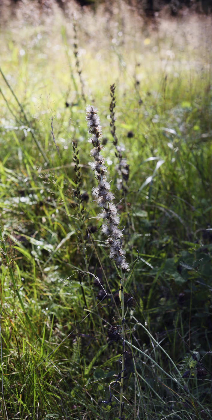 Image of Omalotheca sylvatica specimen.