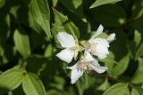 Philadelphus × lemoinei