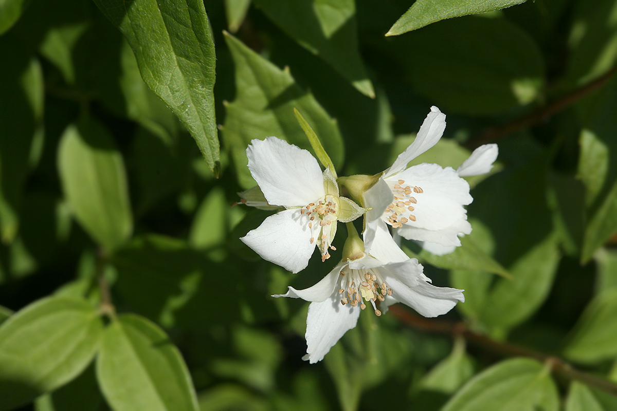 Image of Philadelphus × lemoinei specimen.