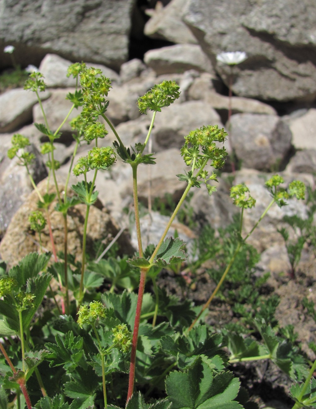 Изображение особи род Alchemilla.