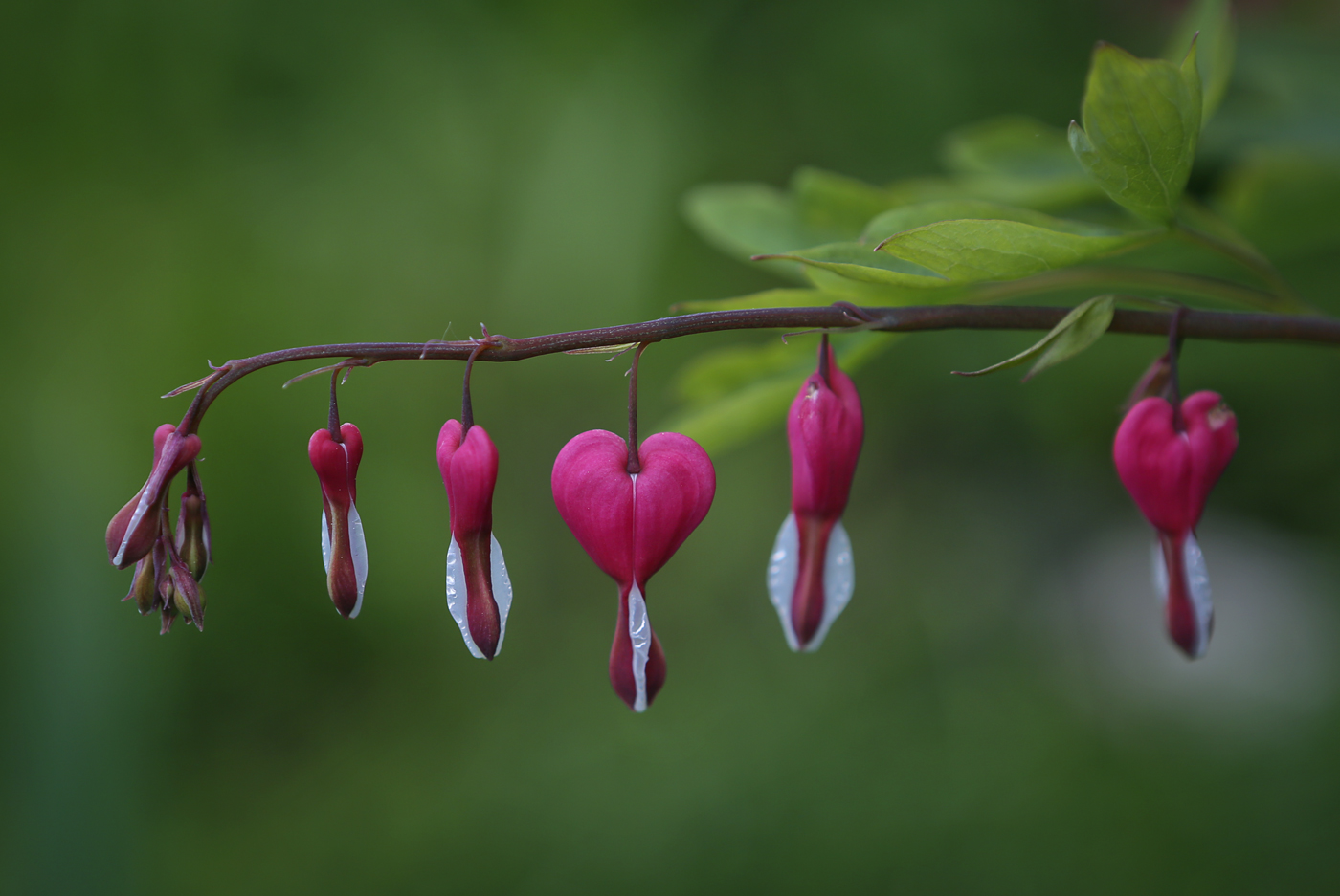 Image of Dicentra spectabilis specimen.