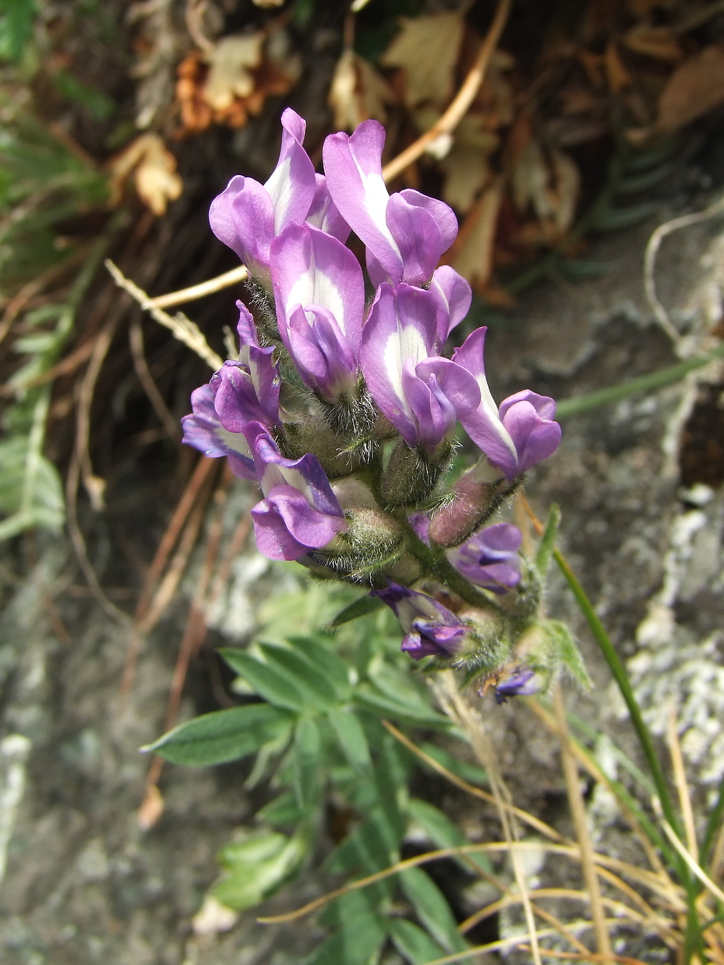 Изображение особи Oxytropis ochotensis.