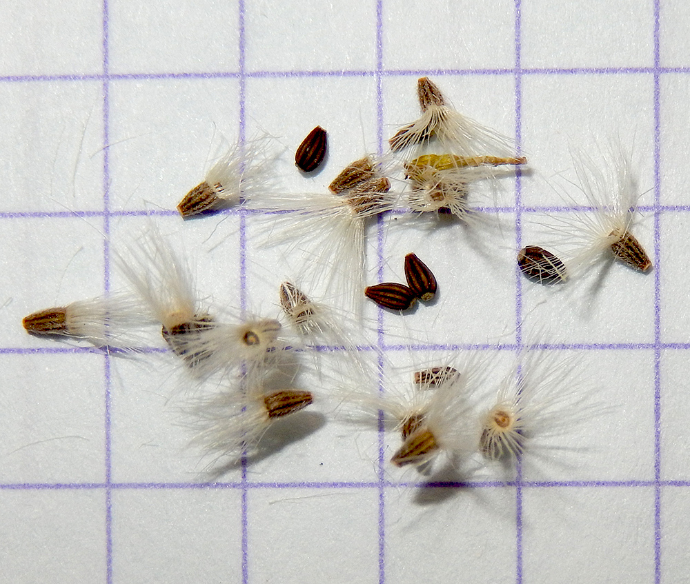 Image of Doronicum orientale specimen.