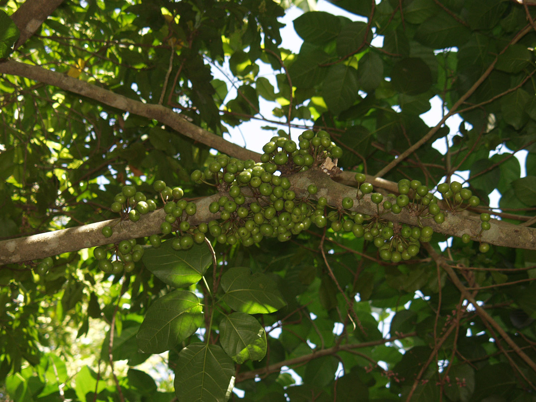 Image of Ficus congesta specimen.