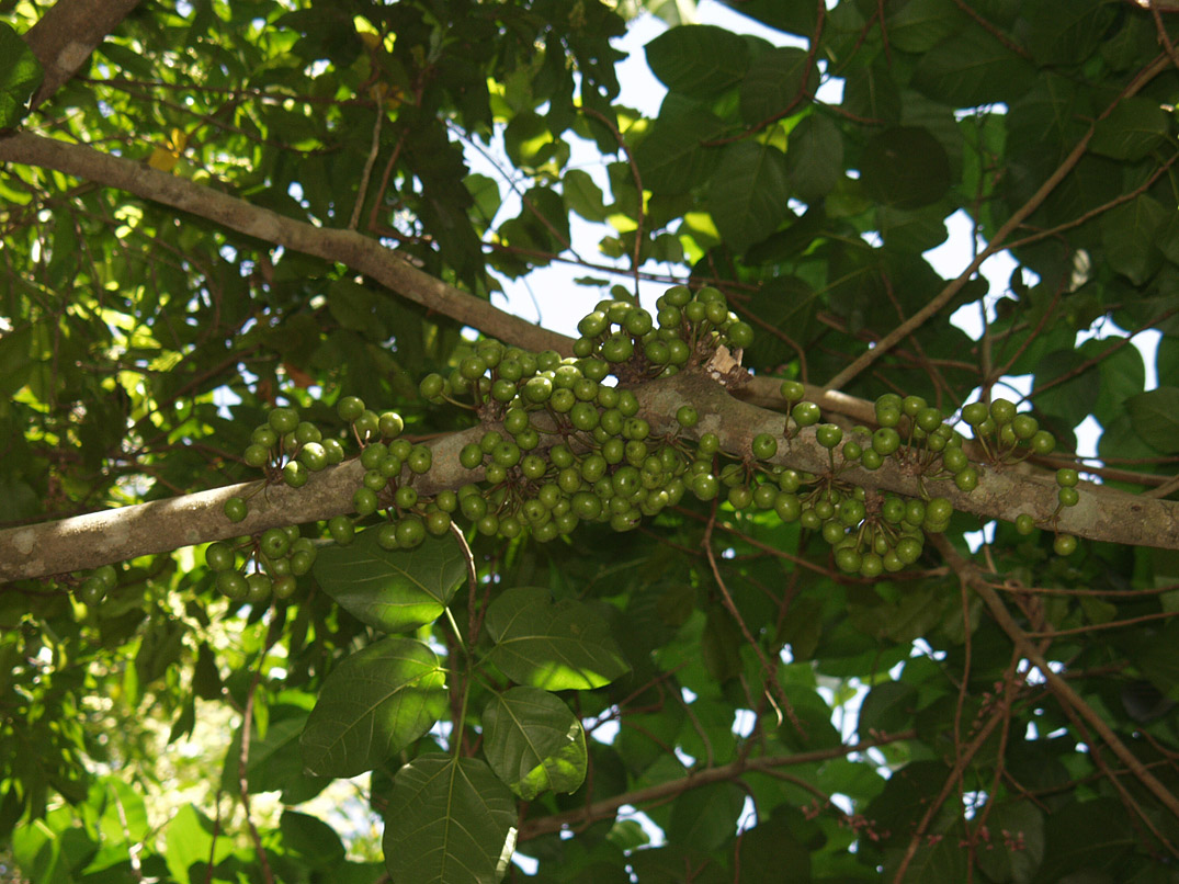 Изображение особи Ficus congesta.