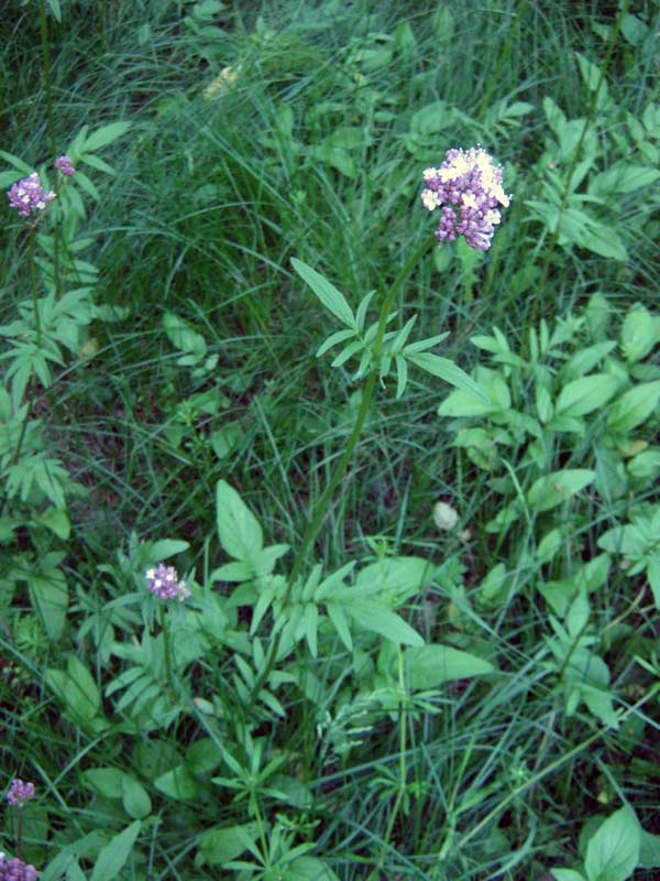 Image of Valeriana dubia specimen.