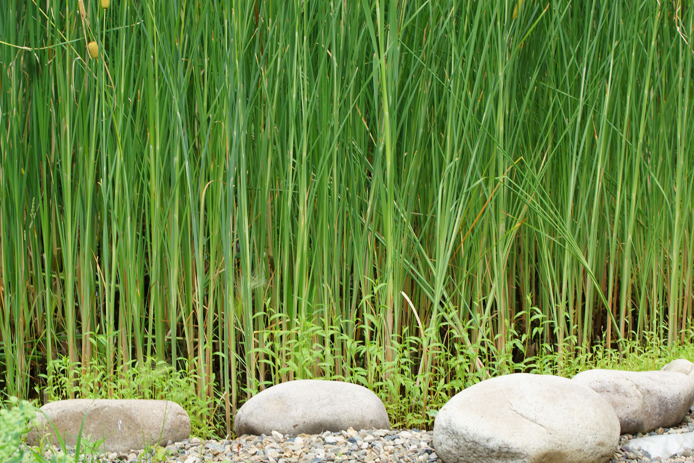 Изображение особи Typha laxmannii.