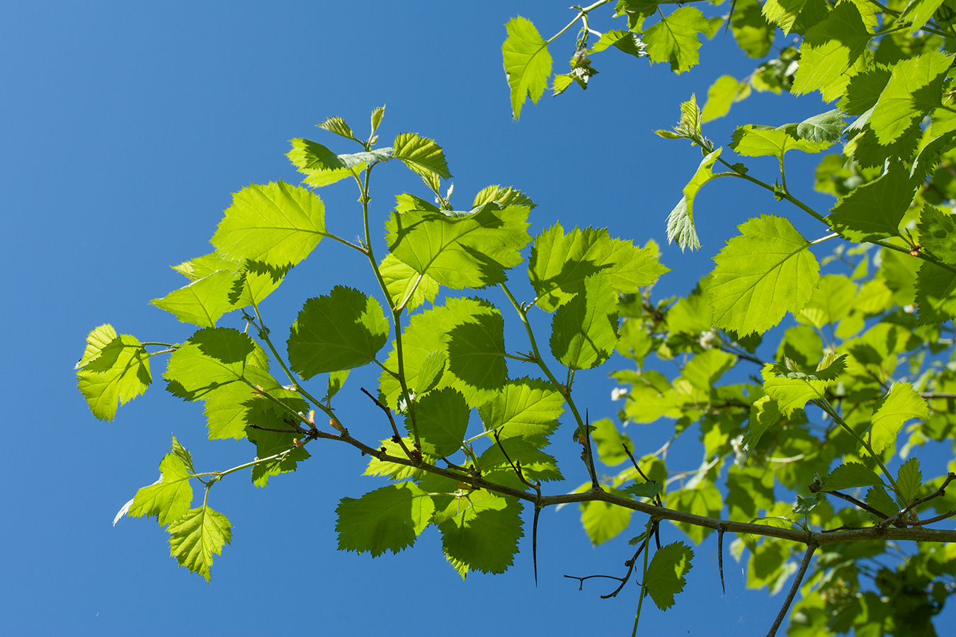 Изображение особи Crataegus submollis.