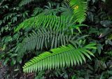 Cyclosorus polycarpus. Вайи. Малайзия, Камеронское нагорье, ≈ 1500 м н.у.м., влажный тропический лес. 03.05.2017.