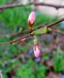 × Cerasolouiseania cziczanica