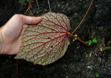 Begonia sinuata. Лист (вид снизу). Таиланд, национальный парк Си Пханг-нга, влажный тропический лес, на скале. 20.06.2013.