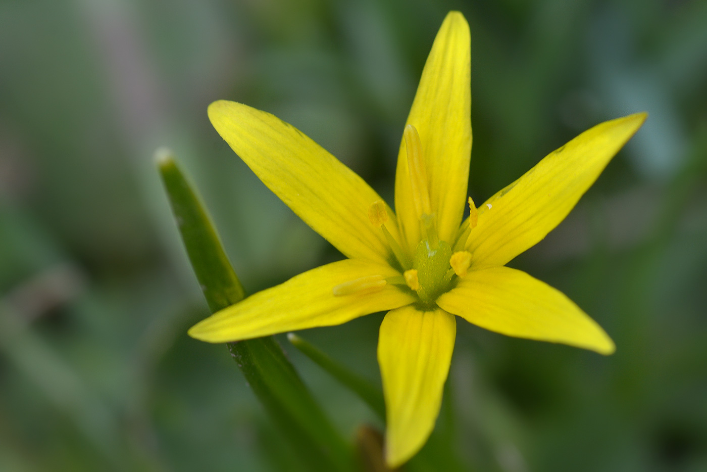 Изображение особи Gagea liotardii.