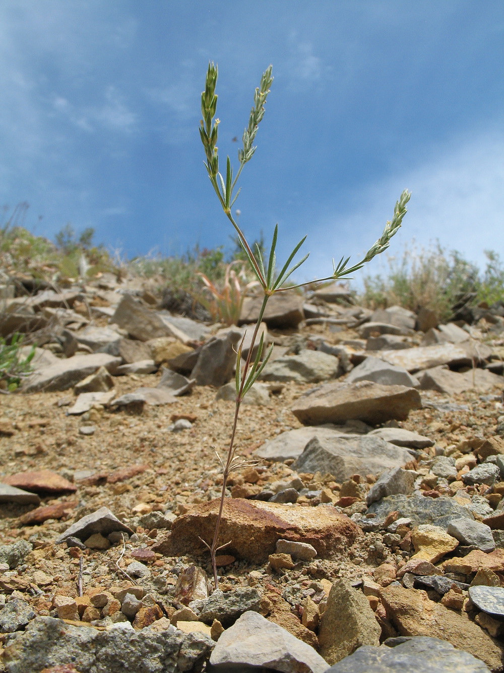 Image of Crucianella filifolia specimen.