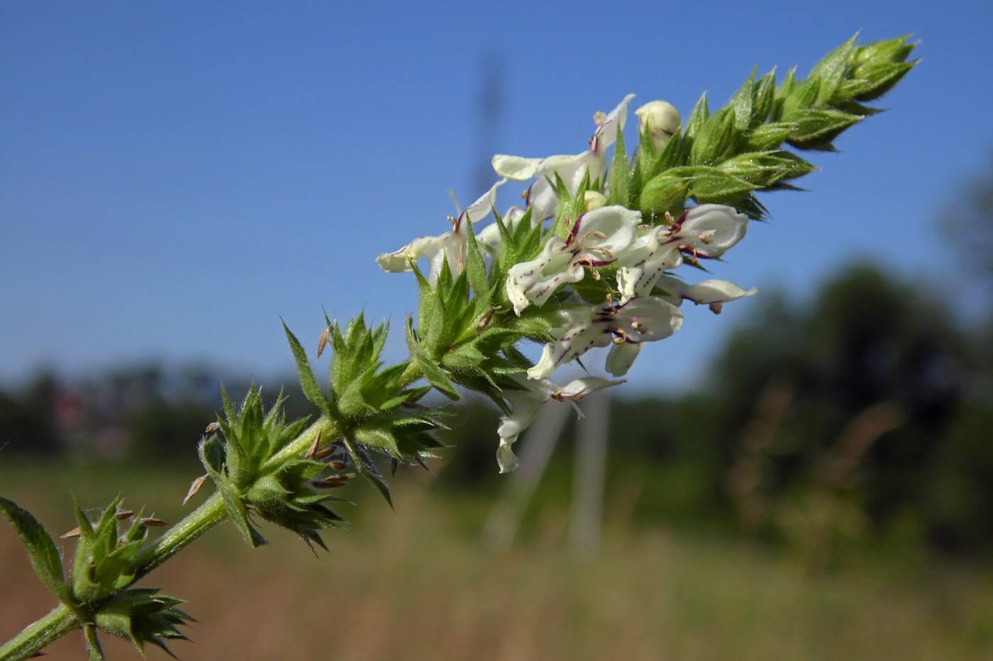 Изображение особи Stachys recta.