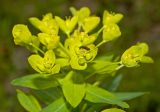 Euphorbia semivillosa. Соцветие с кормящимся жуком. Башкортостан, Бурзянский р-н, Галиакберовский сельсовет, ниже дер. Верхний Нугуш, долина р. Нугуш, правый берег, зарастающий галечник. 11 июня 2018 г.