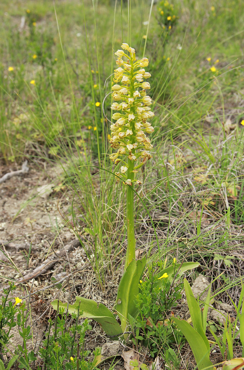 Изображение особи Orchis punctulata.