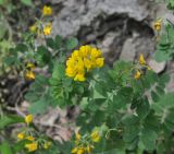 Coronilla coronata