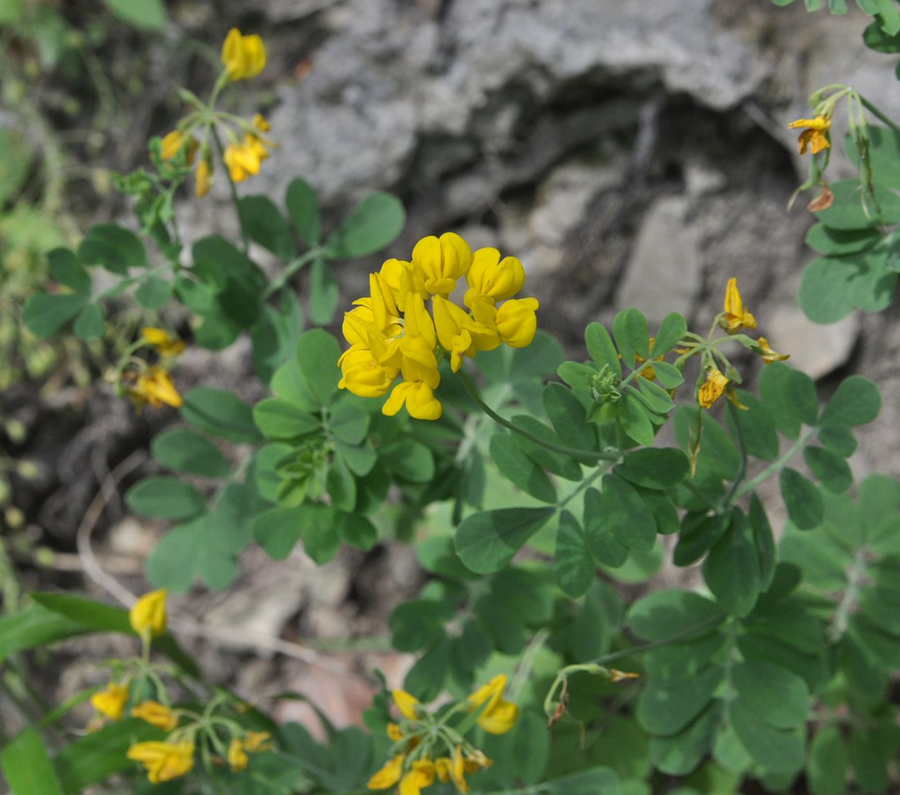 Image of Coronilla coronata specimen.