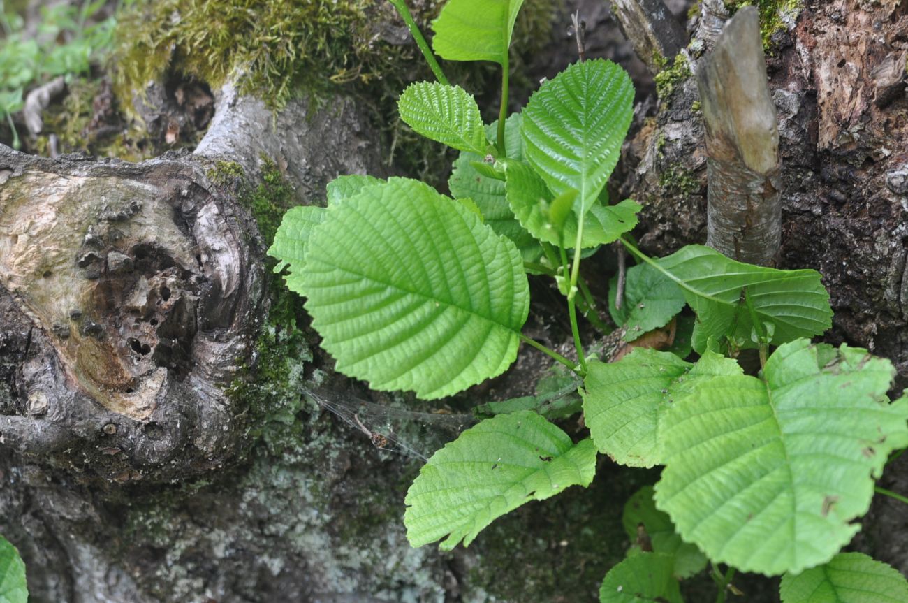 Изображение особи род Alnus.