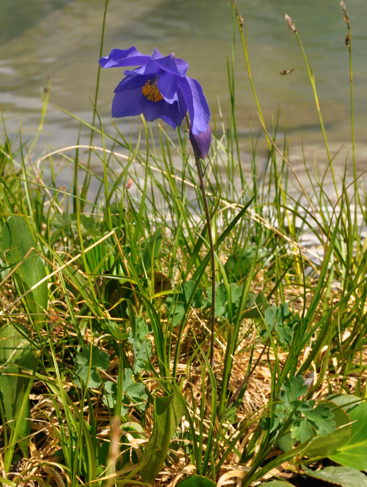 Image of Aquilegia glandulosa specimen.