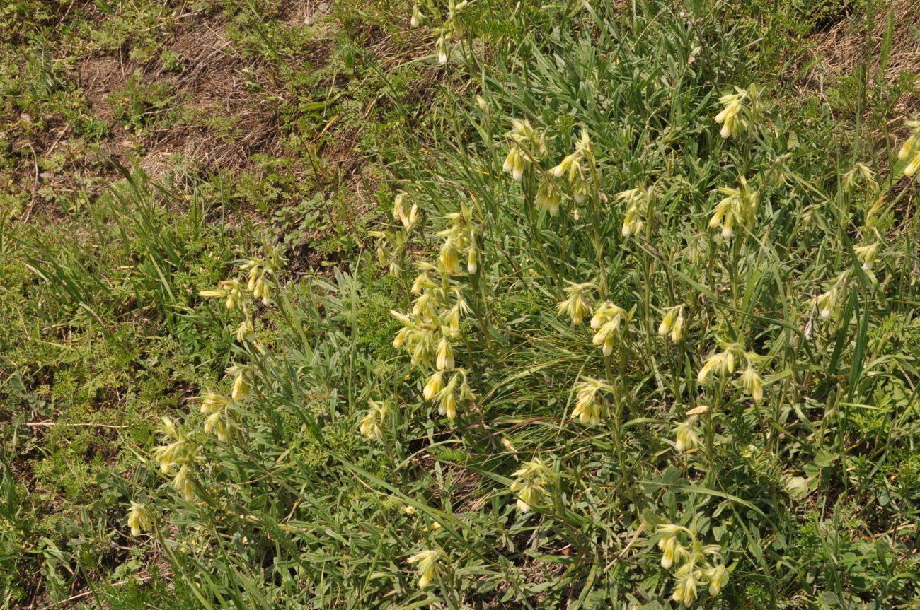 Изображение особи Onosma caucasica.