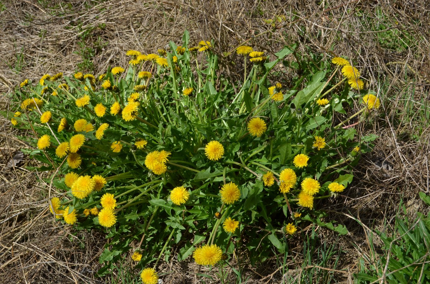 Изображение особи род Taraxacum.