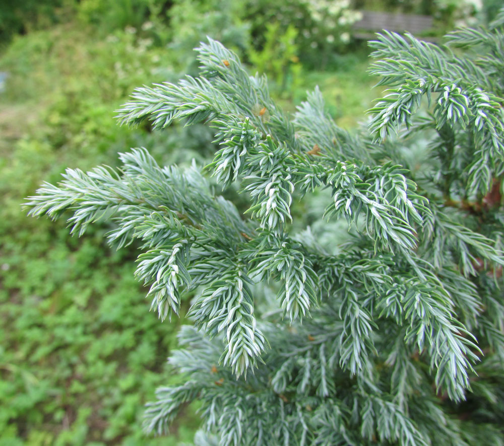 Image of Chamaecyparis pisifera specimen.