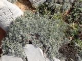 Convolvulus oleifolius