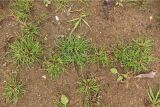 Juncus bufonius