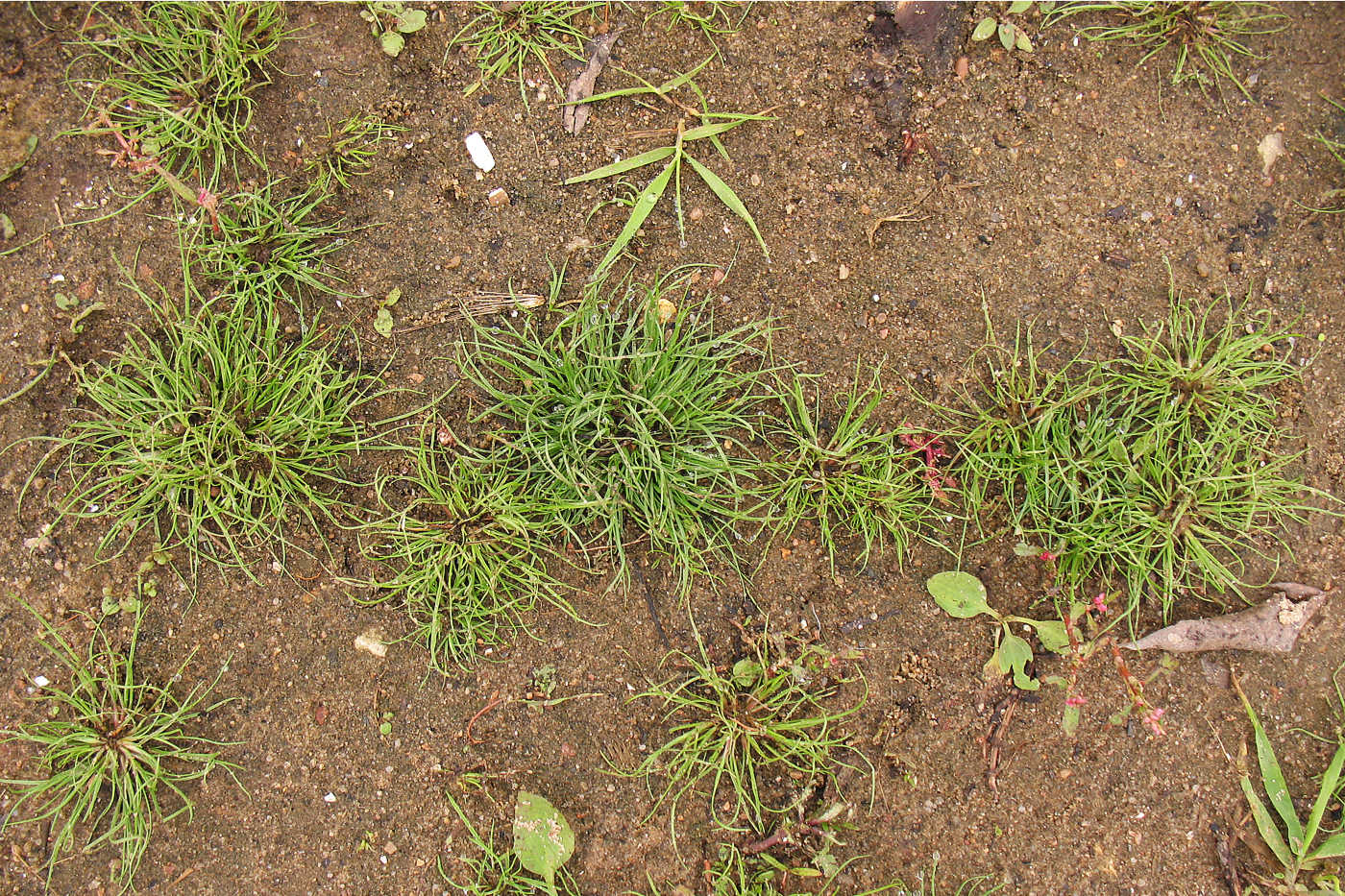 Изображение особи Juncus bufonius.