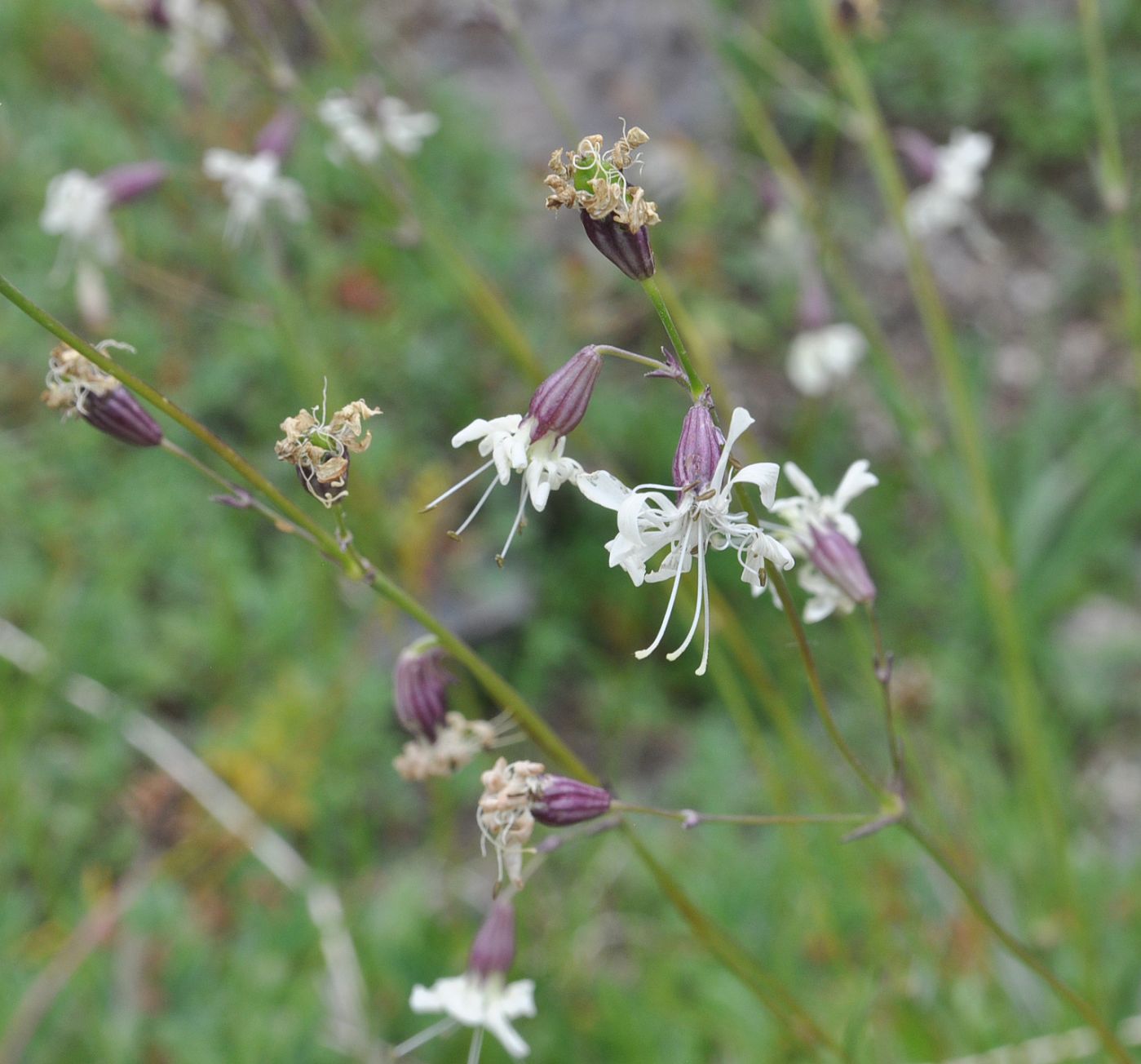 Изображение особи Silene saxatilis.