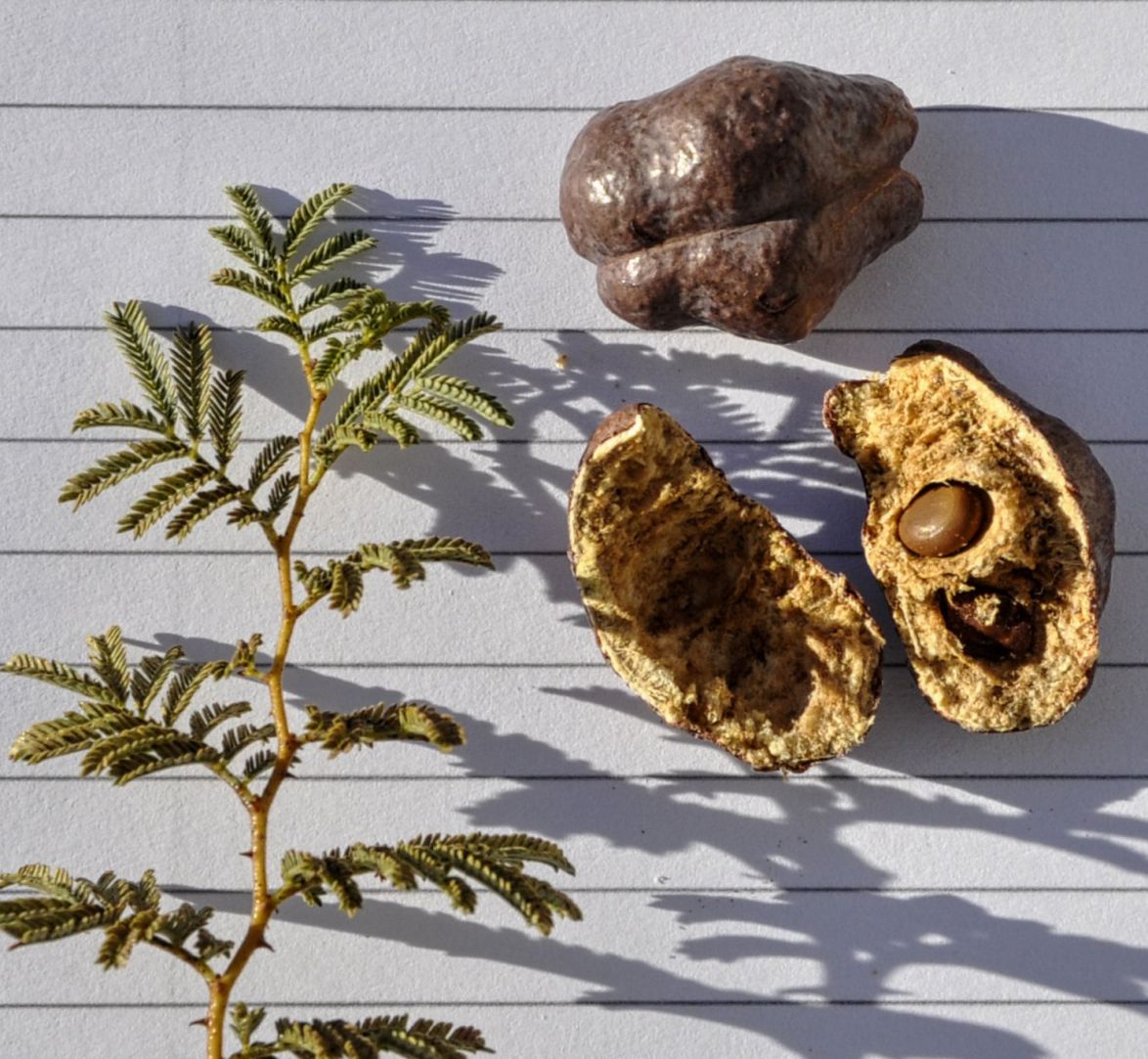 Image of Lagonychium farctum specimen.