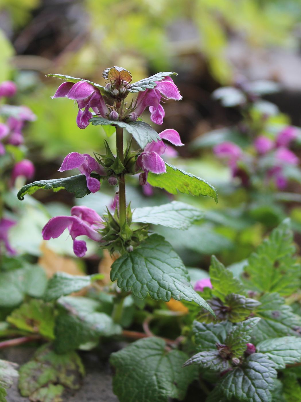 Изображение особи Lamium maculatum.