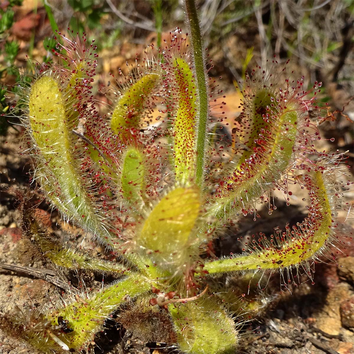 Image of Drosera hilaris specimen.