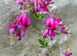 Lespedeza thunbergii. Часть побега с соцветиями. Крым, пос. Партенит, парк \"Айвазовское\". 23.09.2018.