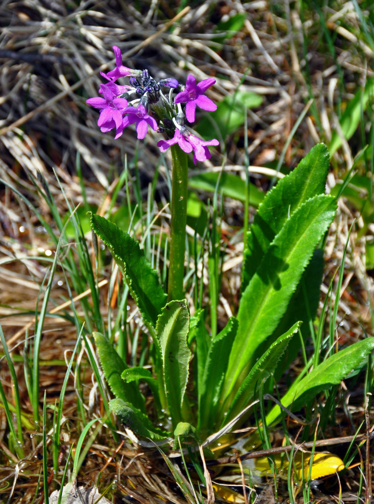 Image of Primula nivalis specimen.