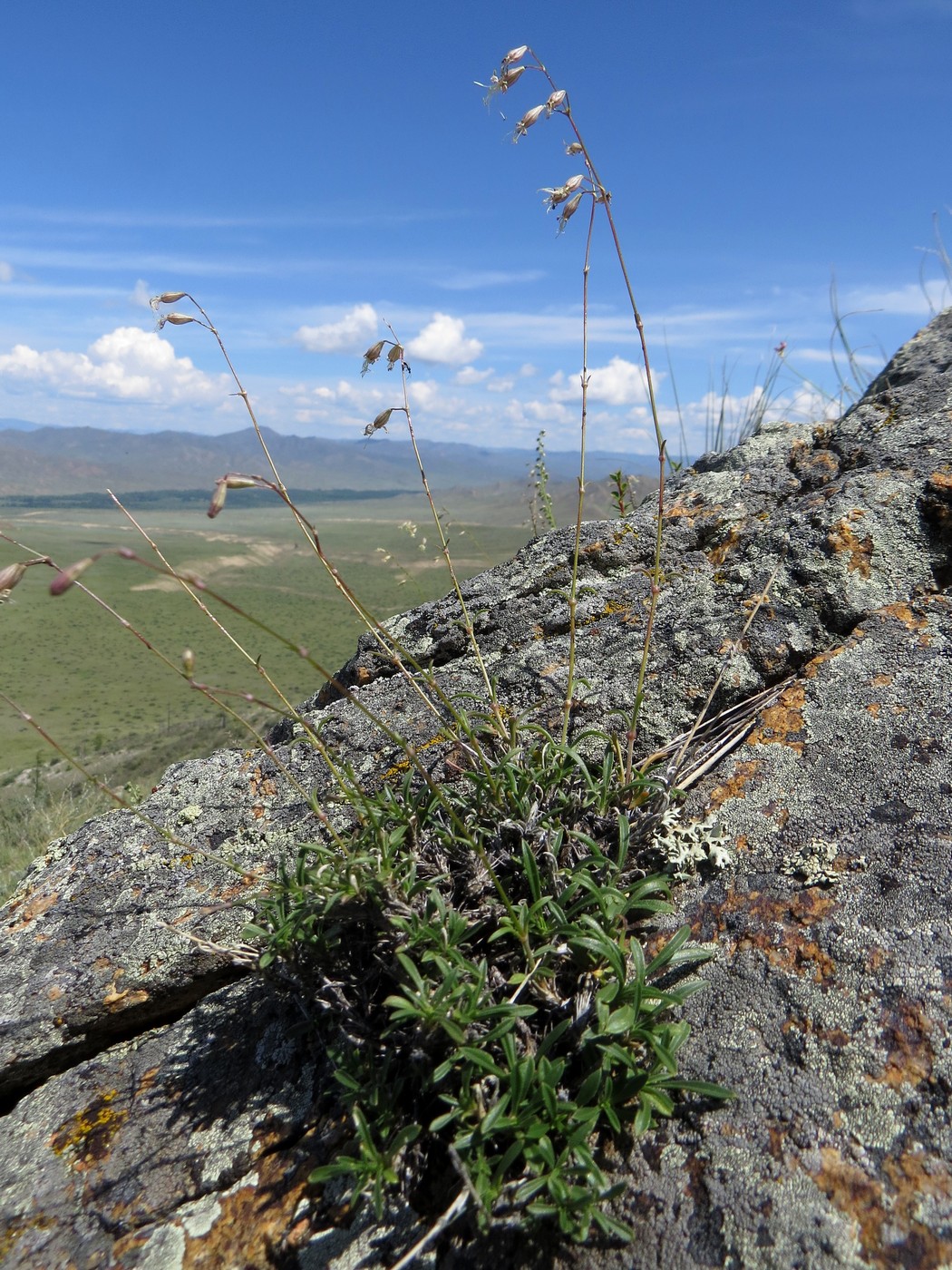 Image of Silene stylosa specimen.