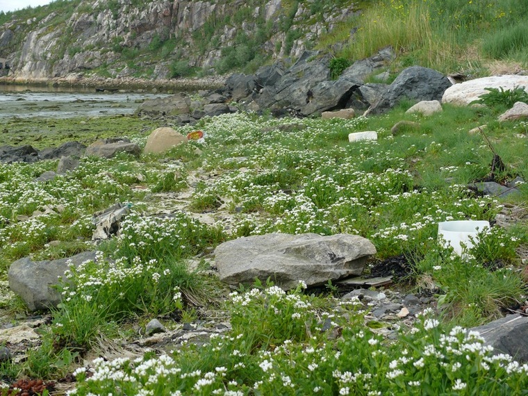 Image of Cochlearia officinalis ssp. norvegica specimen.