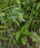 Inula britannica