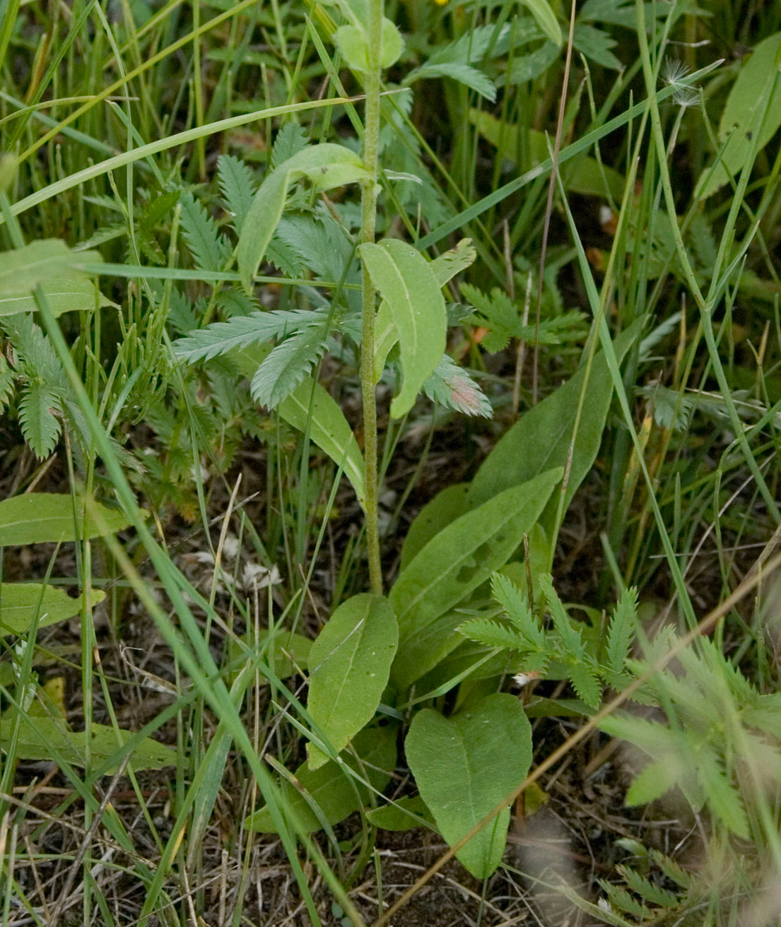 Изображение особи Inula britannica.