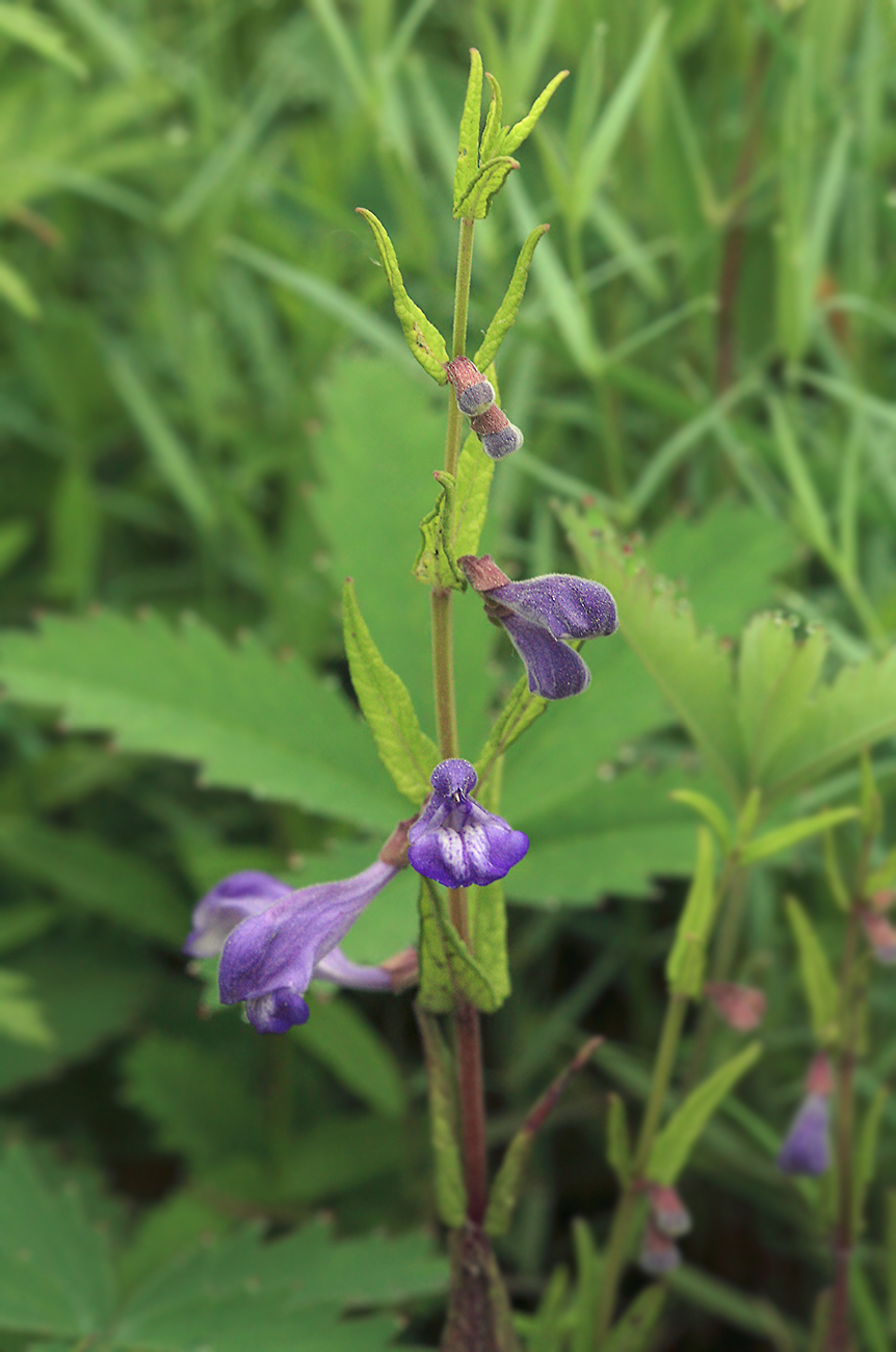 Изображение особи Scutellaria regeliana.